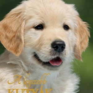 4129638_5.jpg A legszebb kutyák